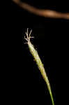 Slender woodland sedge